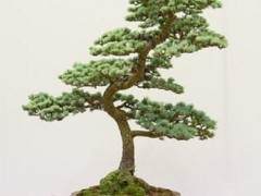 红木帝国盆景协会第29届年度展