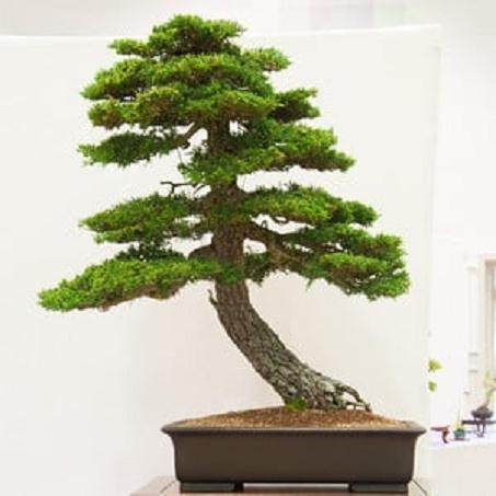 红木帝国盆景协会第29届年度展