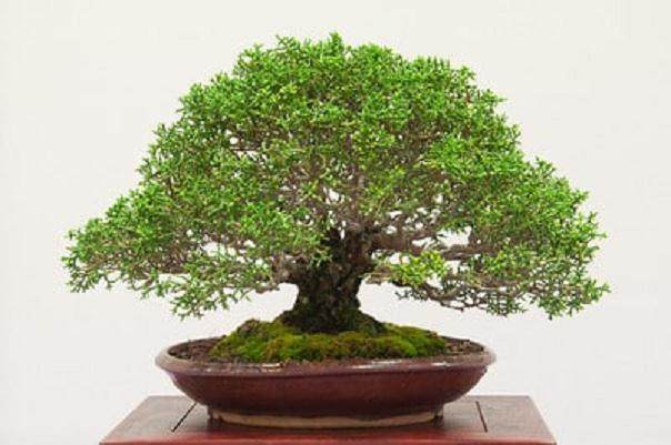 红木帝国盆景协会第29届年度展