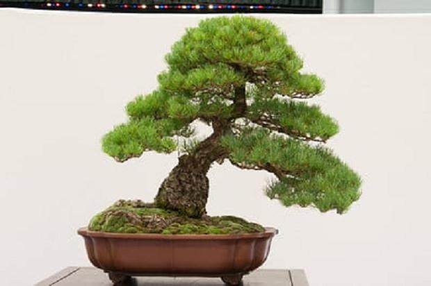 红木帝国盆景协会第29届年度展