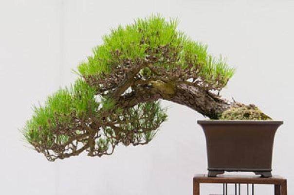 红木帝国盆景协会第29届年度展