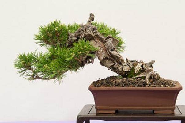 红木帝国盆景协会第29届年度展