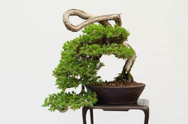 红木帝国盆景协会第29届年度展