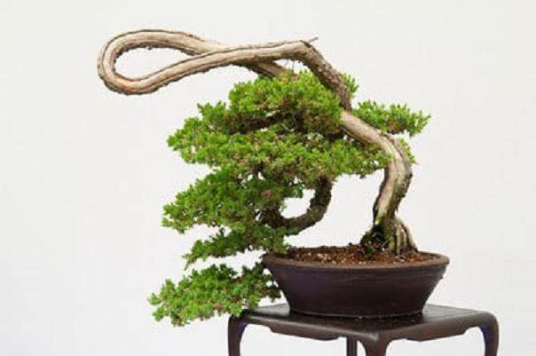 红木帝国盆景协会第29届年度展