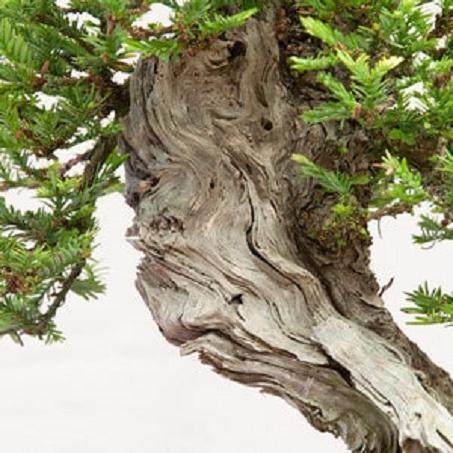 红木帝国盆景协会第29届年度展