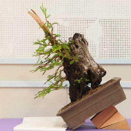 红木帝国盆景协会第29届年度展