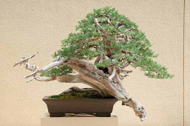 波特兰工匠杯盆景展盛大开幕