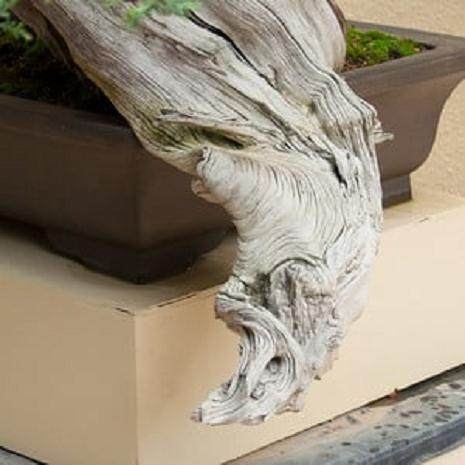 波特兰工匠杯盆景展盛大开幕