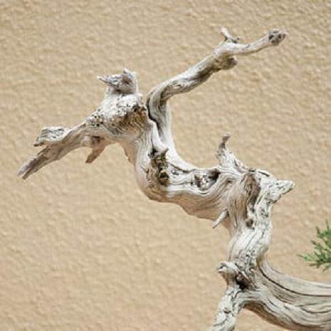 波特兰工匠杯盆景展盛大开幕