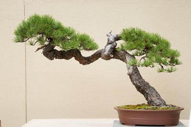 波特兰工匠杯盆景展盛大开幕