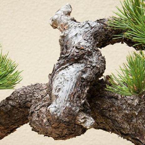 波特兰工匠杯盆景展盛大开幕