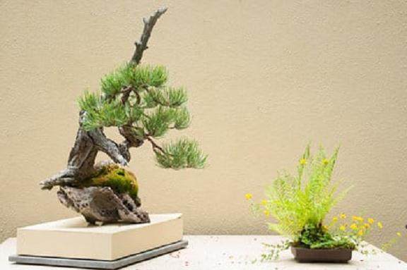 波特兰工匠杯盆景展盛大开幕