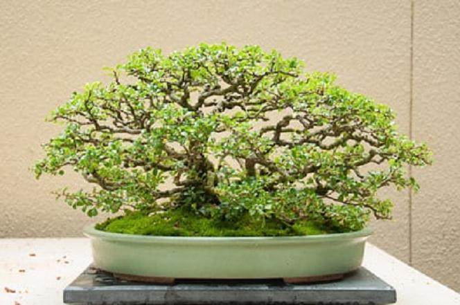 美国最雄心勃勃的盆景盛会 - 工匠杯波特兰盆景展