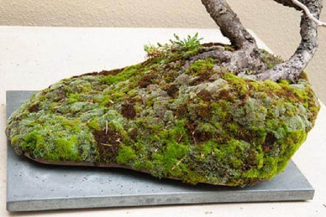 美国最雄心勃勃的盆景盛会 - 工匠杯波特兰盆景展