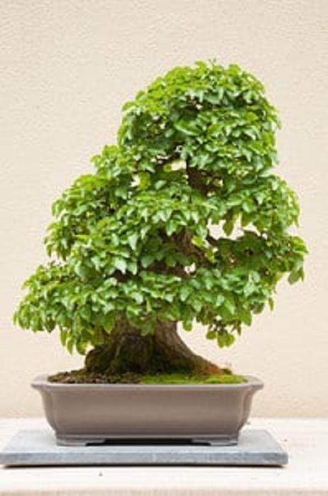 更多来自环太平洋的盆景系列