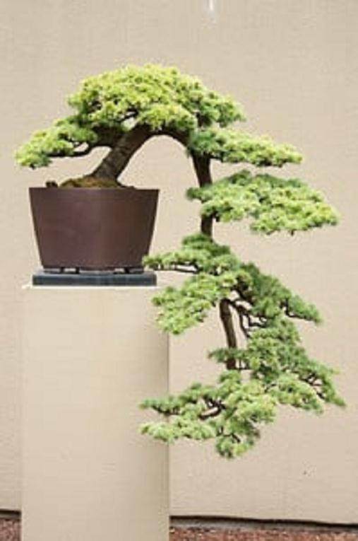 更多来自环太平洋的盆景系列