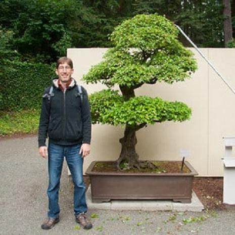 更多来自环太平洋的盆景系列