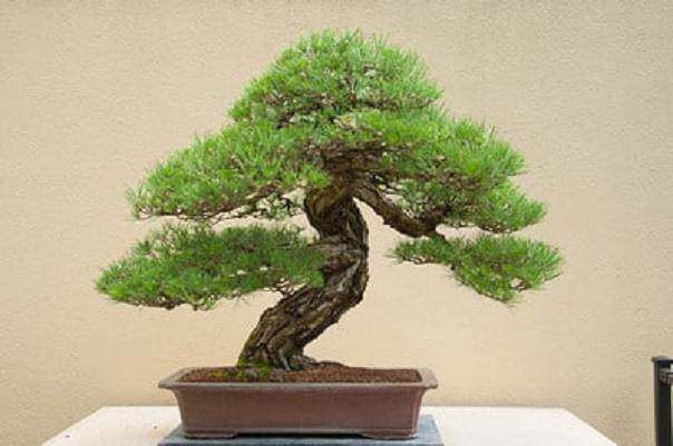 更多来自环太平洋的盆景系列