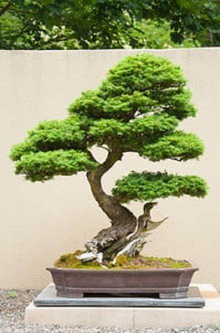 更多来自环太平洋的盆景系列