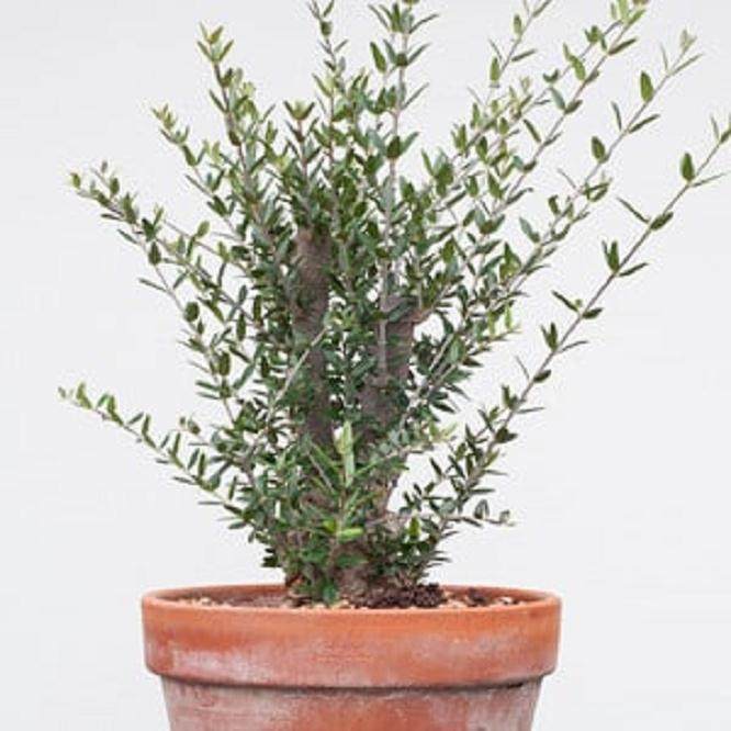 从头开始制作橄榄盆景 图片