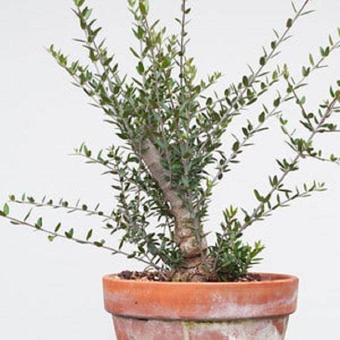 从头开始制作橄榄盆景 图片