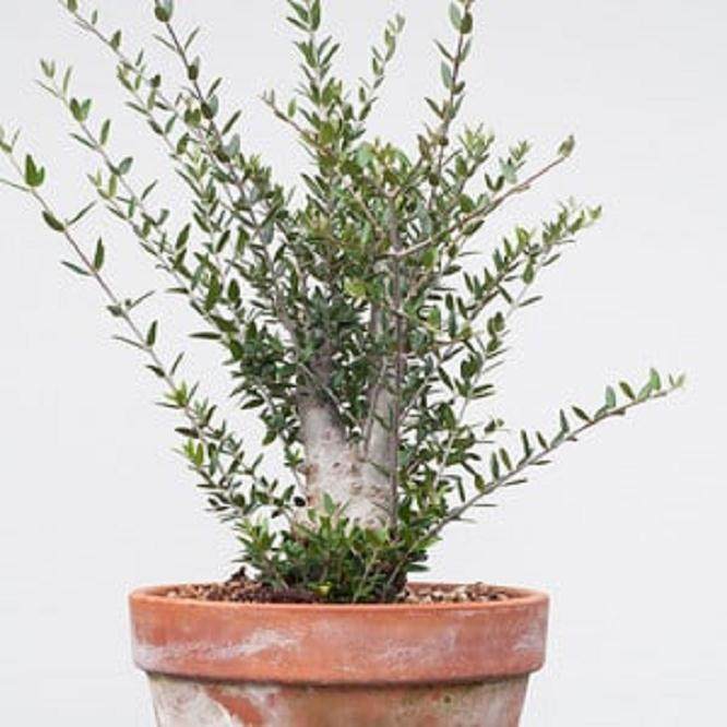 从头开始制作橄榄盆景 图片