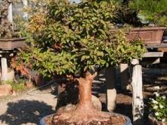 欣赏郊区的盆景苗圃