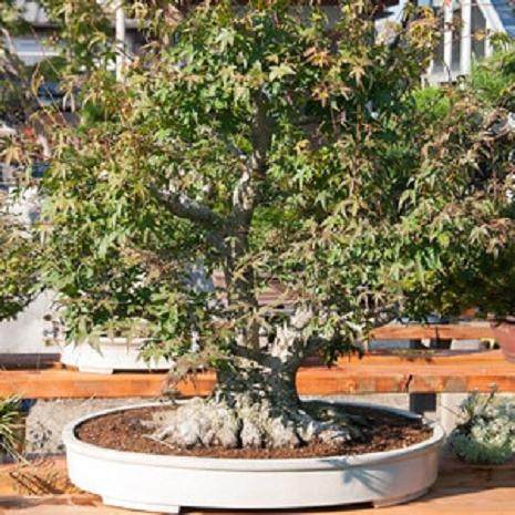 欣赏日本名古屋的枫树盆景