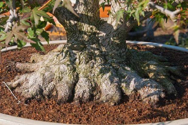 欣赏日本名古屋的枫树盆景