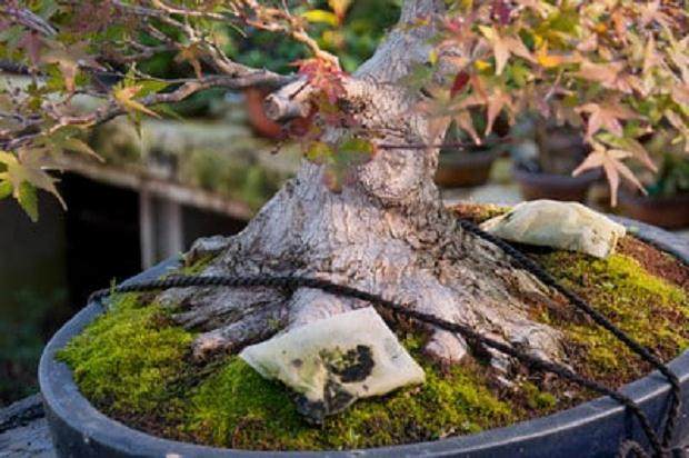 欣赏日本名古屋的枫树盆景