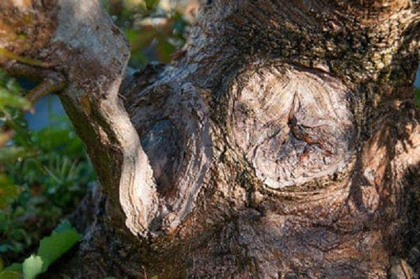 欣赏日本名古屋的枫树盆景