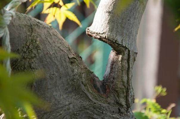 欣赏日本名古屋的枫树盆景