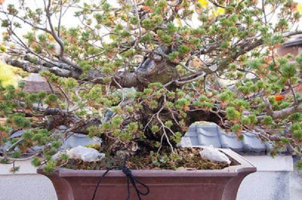 欣赏日本名古屋的枫树盆景