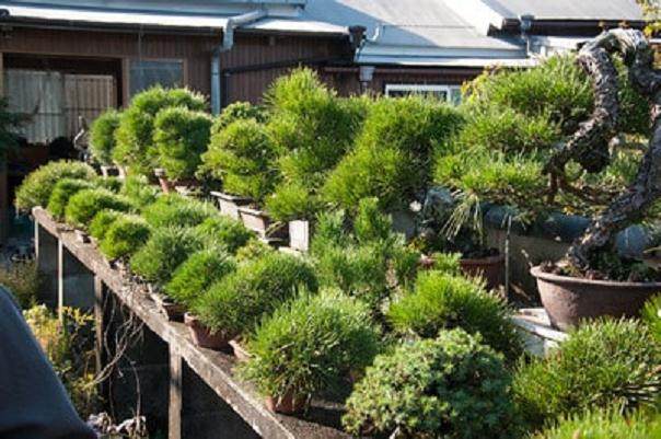 在下浦寺 近藤章夫接我们去参观一些盆景苗圃