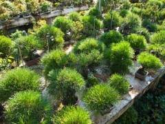 在下浦寺 近藤章夫接我们去参观一些盆景苗圃