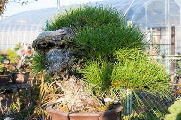 在下浦寺 近藤章夫接我们去参观一些盆景苗圃