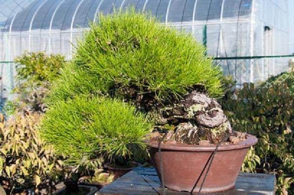 在下浦寺 近藤章夫接我们去参观一些盆景苗圃