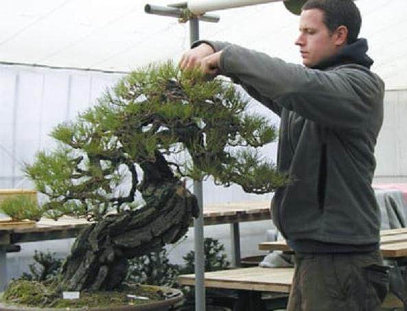 波特兰艺术博物馆举行首届盆景展