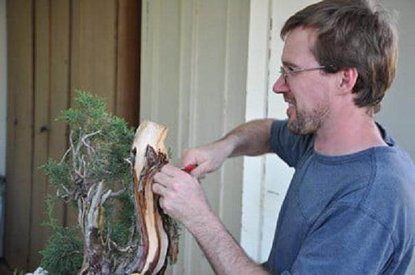 波特兰艺术博物馆举行首届盆景展