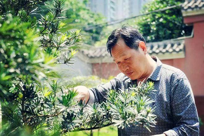 盆景匠人陈荣国 38年的事业 一辈子的热爱