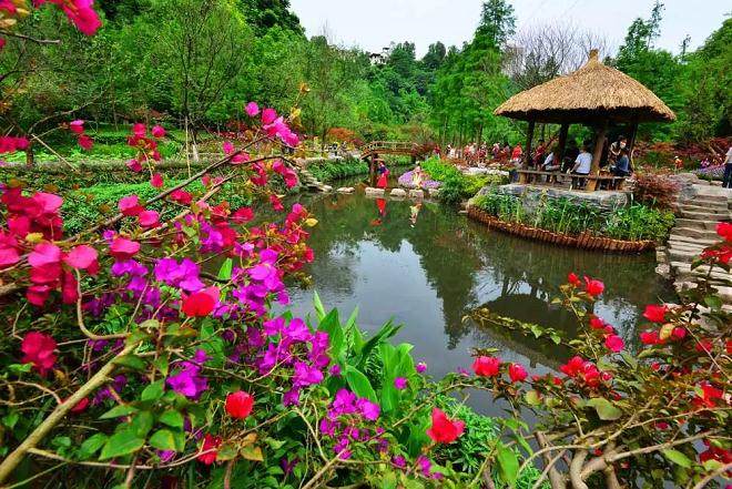 盆景匠人陈荣国 38年的事业 一辈子的热爱