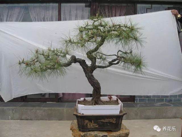 云南松盆景介绍 异域风格 别具一格