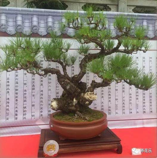 云南松盆景介绍 异域风格 别具一格