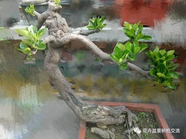 卫矛盆景的与修剪造型