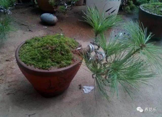 华山松盆景的养护浇水与修剪