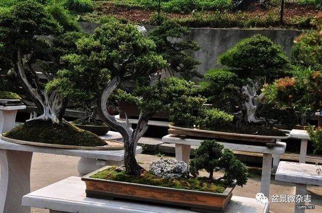 箱庭疗法与中国盆景艺术