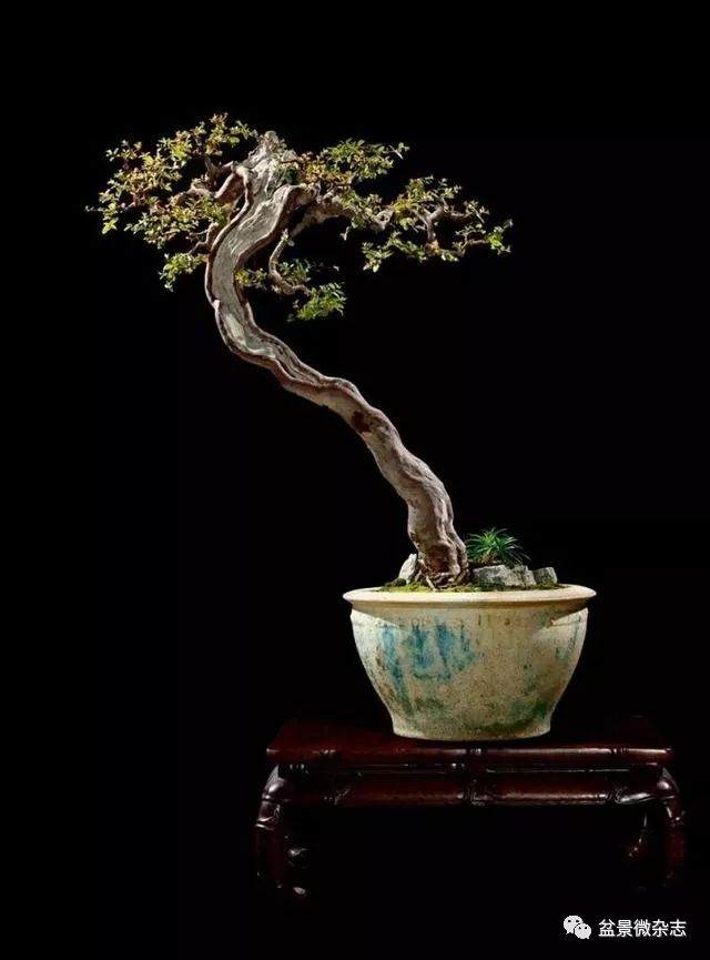 箱庭疗法与中国盆景艺术