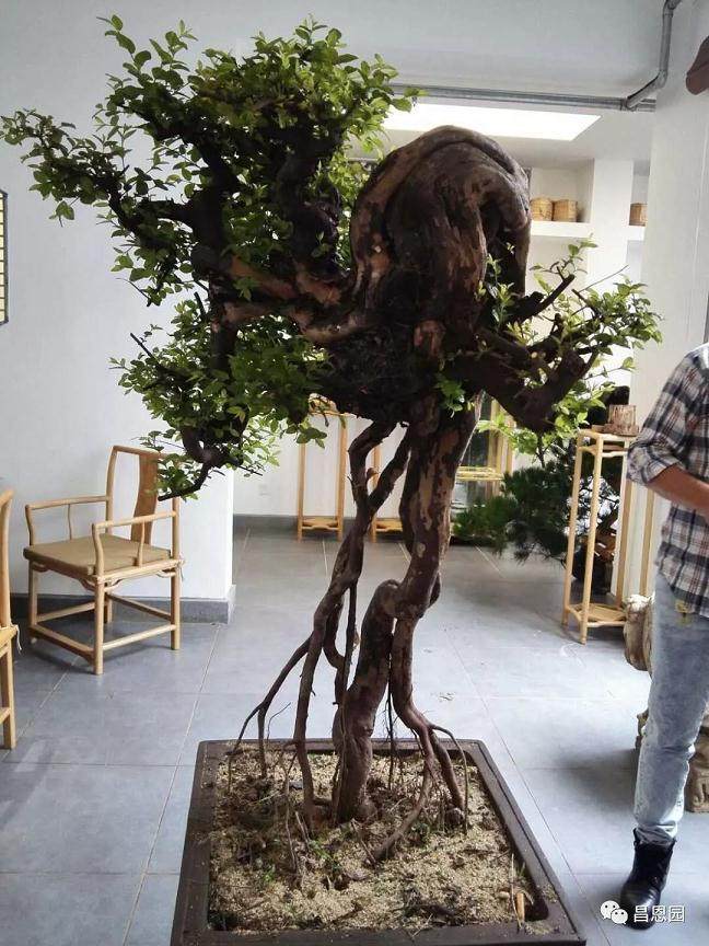 图解 雀梅盆景《绝壁暴流》制作历程