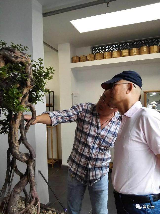 图解 雀梅盆景《绝壁暴流》制作历程