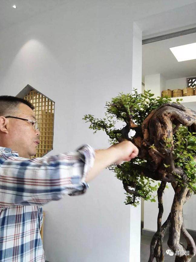 图解 雀梅盆景《绝壁暴流》制作历程